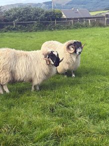Sheep