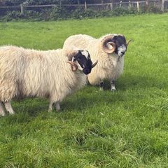 Sheep