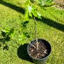 Beautiful Established Fig Tree 3ft Tall in Large Container Image 8