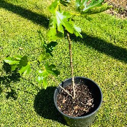 Beautiful Established Fig Tree 3ft Tall in Large Container
