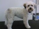 Dog grooming Blackrock Image 8