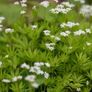 Job lot Cottage garden perennial flowers Image 5