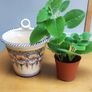Cuban Oregano Plant with ceramic pot Image 5