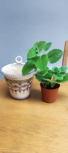 Cuban Oregano Plant with ceramic pot