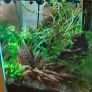 Sakura Orange shrimp aquarium Image 3