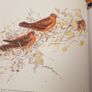 . Birds In Norfolk. A National & International Perspective By Andt Brown FABOLOUS LARGE VOLUME BOOK. In very good condition. . James Mccallum. Image 4