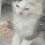 kittens Image 3