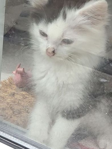 kittens