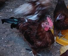 Rhode Island Red cockerels (Free)