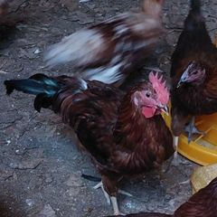 Rhode Island Red cockerels (Free)