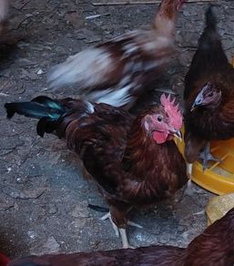 Rhode Island Red cockerels (Free)