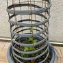 Clematis, Obelisk and Pot Image 3