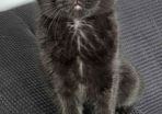 Kitten