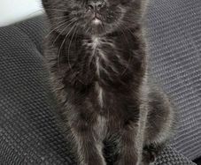 Kitten