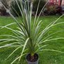 Irish Palm Image 4