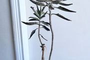 Mother of a thousands