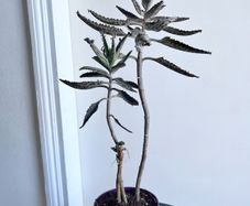 Mother of a thousands