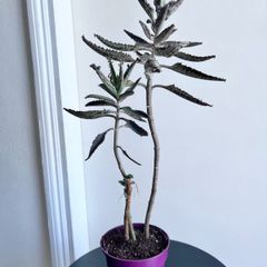 Mother of a thousands