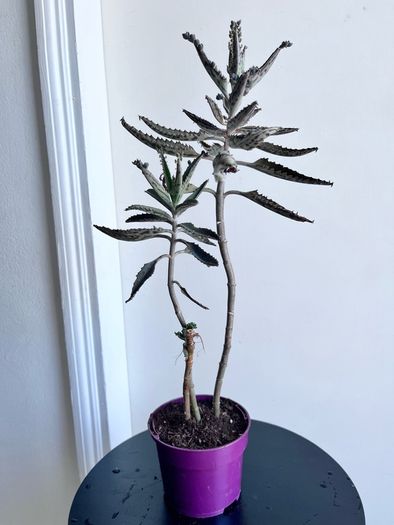Mother of a thousands