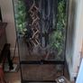crested gecko Image 5