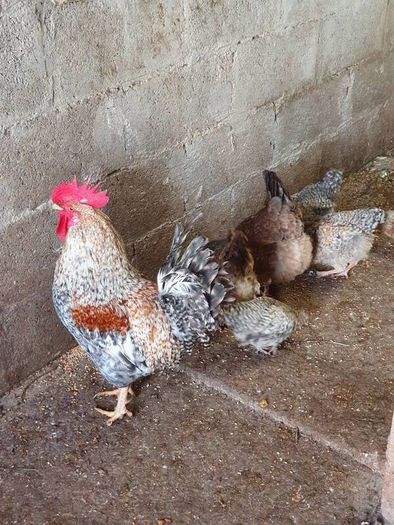Pullets/hens/roosters/point of lay/