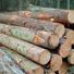 LumberJack31