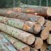 LumberJack31