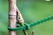 13 cm Plastic Plant Support, Reusable x 80