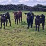 First calved Heifers Image 2