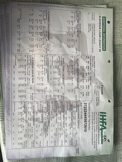 Six  Pedigree Registered Holstein Friesian Calves