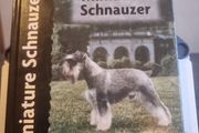 Miniature Schnauzer (Pet love)