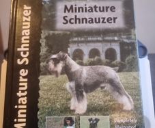 Miniature Schnauzer (Pet love)