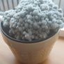Mammillaria gracilis fragilis, Thimble cactus in ceramic pot. Image 5