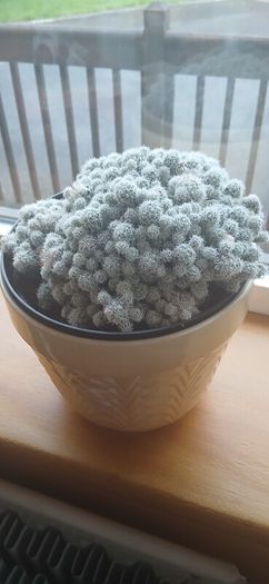 Mammillaria gracilis fragilis, Thimble cactus in ceramic pot.
