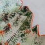 Forest Fern Image 3