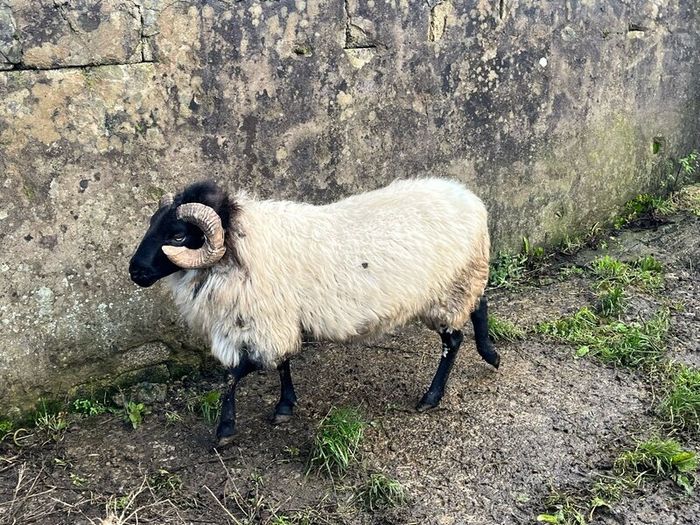 Mayo Blackfaced Ram