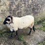 Mayo Blackfaced Ram Image 3