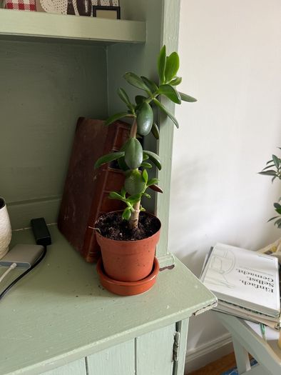 Suculent flowers