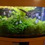 Aquarium plants for sale Image 10