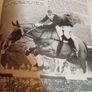 Our irish horses 1980's Image 9