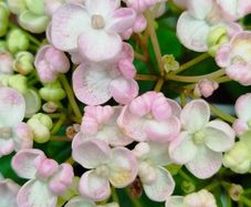 Mophead Hydrangea Baby Blue or Pink