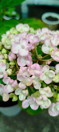 Mophead Hydrangea Baby Blue or Pink