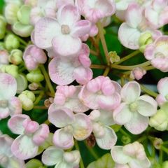 Mophead Hydrangea Baby Blue or Pink