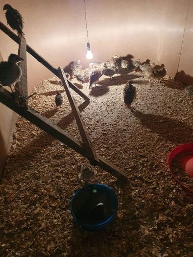 Pheasants Polts