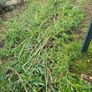 Fresh Cut Bamboo Image 2