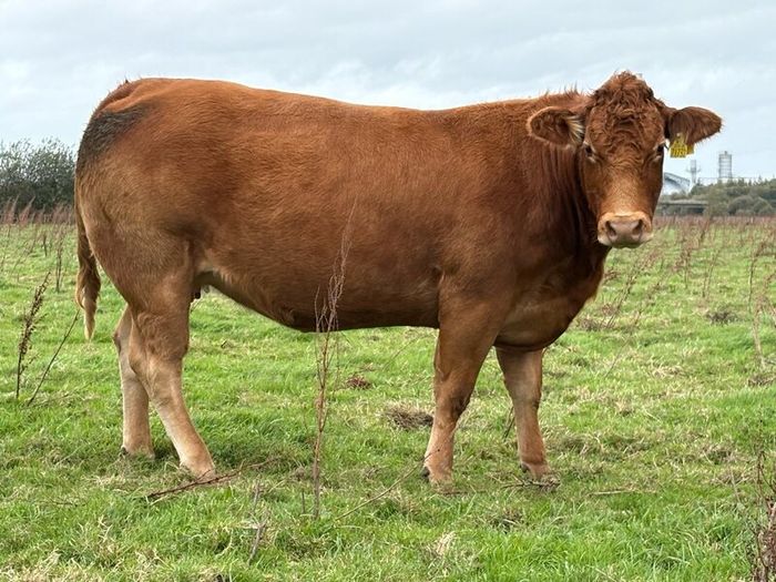 5 smashing incalf heifers