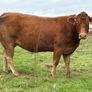 5 smashing incalf heifers Image 2