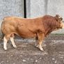 Bull Image 2