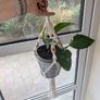 Beautiful hanging plant including pot and hanging basket Image 3