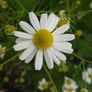 Organic Matricaria Chamomilla Seeds Image 4